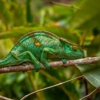 chameleon Parsonsův - Calumma parsonii