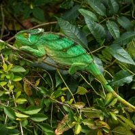 chameleon Parsonsův - Calumma parsonii