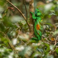 chameleon Parsonsův - Calumma parsonii