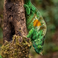 chameleon Parsonsův - Calumma parsonii