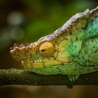 chameleon Parsonův - Calumma parsonii