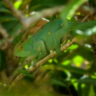 chameleon Parsonův - Calumma parsonii