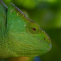 chameleon Parsonův - Calumma parsonii