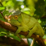 chameleon Parsonův - Calumma parsonii