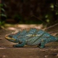 chameleon Parsonův - Calumma parsonii