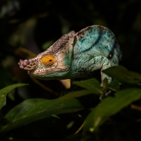 chameleon Parsonův - Calumma parsonii