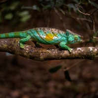 chameleon Parsonův - Calumma parsonii