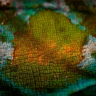 chameleon Parsonův - Calumma parsonii