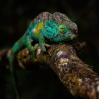 chameleon Parsonův - Calumma parsonii