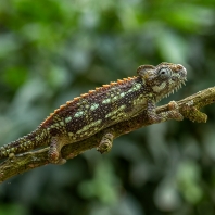 chameleon přilbový - Trioceros hoehnelii