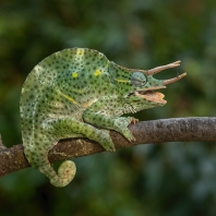 chameleon rohatý - Trioceros deremensis