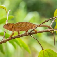 chameleon tupohlavý - Calumma globifer