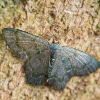 Chloropteryx diluta
