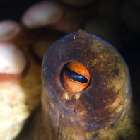 chobotnice pobřežní - Octopus vulgaris