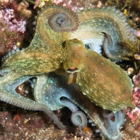 chobotnice pobřežní - Octopus vulgaris