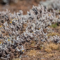 chocholouš vavřínový - Galerida theklae