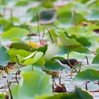 chřástal běloprsý - Amaurornis...