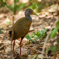 chřástal guyanský - Aramides cajaneus