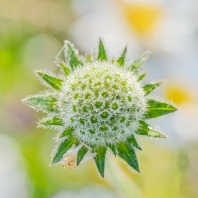 štětkovité - Dipsacaceae