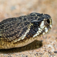 chřestýš diamantový - Crotalus adamanteus