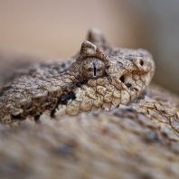 chřestýš rohatý - Crotalus cerastes