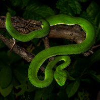 chřestýšovec běloretý - Trimeresurus albolabris