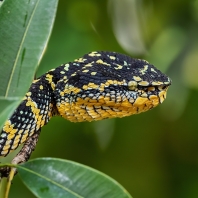 chřestýšovec Waglerův - Tropidolaemus...