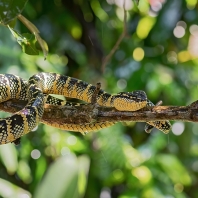 chřestýšovec Waglerův - Tropidolaemus...