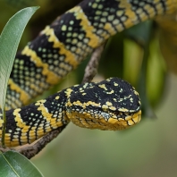 chřestýšovec Waglerův - Tropidolaemus...