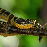 chřestýšovec Waglerův - Tropidolaemus...