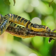 chřestýšovec Waglerův - Tropidolaemus...