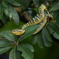 chřestýšovec Waglerův - Tropidolaemus...