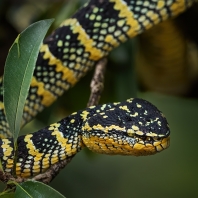 chřestýšovec Waglerův - Tropidolaemus...