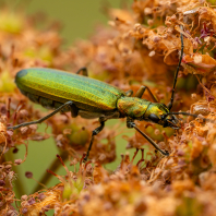 Chrysanthia viridissima