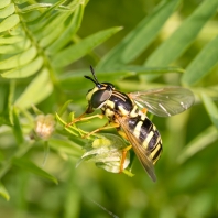 dvoukřídlí - Diptera