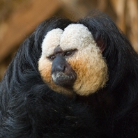 chvostan bělolící - Pithecia pithecia