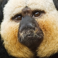 chvostan bělolící - Pithecia pithecia