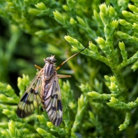 číhalka obecná - Rhagio scolopaceus