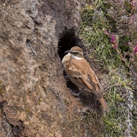 Cinclodes albidiventris