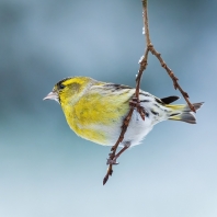 čížek lesní - Carduelis spinus