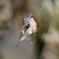 čížek ohnivý - Carduelis cucullata