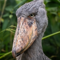 člunozobec africký - Balaeniceps rex