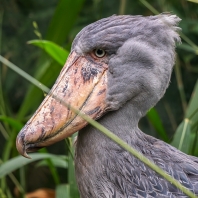člunozobec africký - Balaeniceps rex