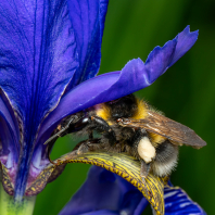 čmelák zahradní - Bombus hortorum