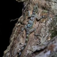 Cnemaspis kendallii