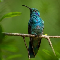 Colibri cyanotus