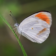 Colotis euippe