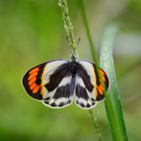 Colotis euippe