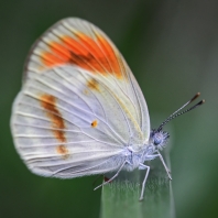 Colotis euippe