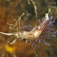 Cratena peregrina